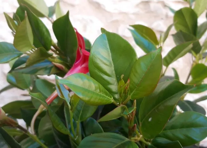 Il Cortile Di San Rufino * Assisi